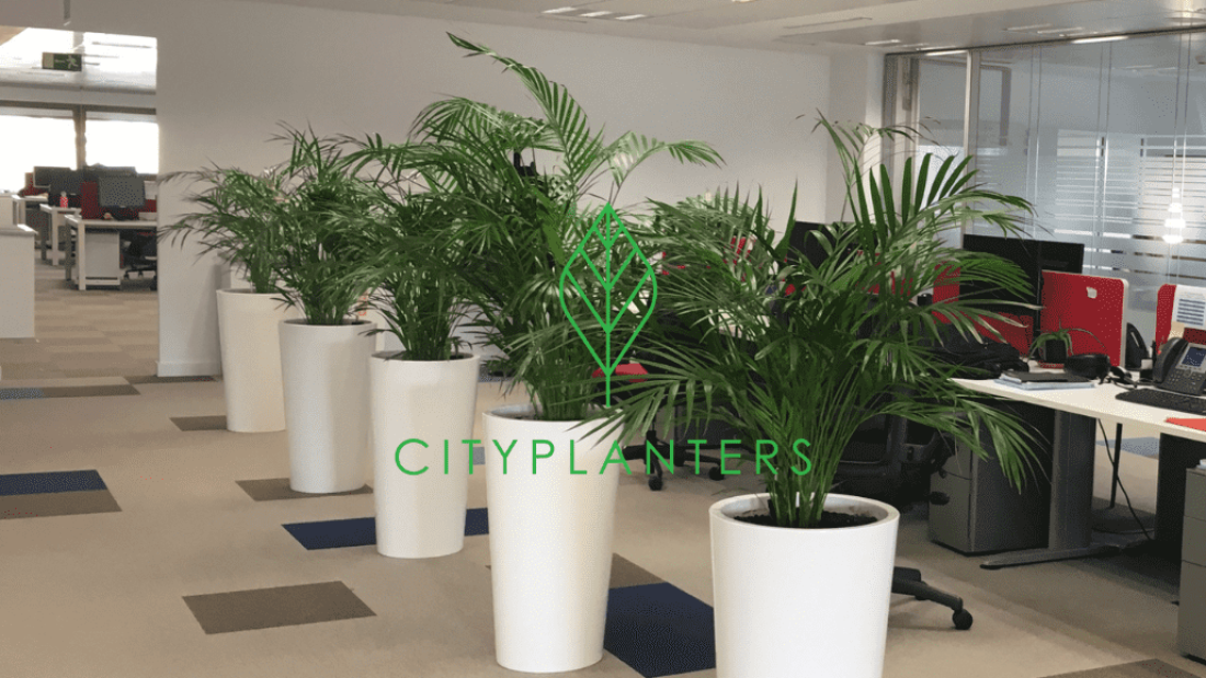 Plantas de interior en oficina