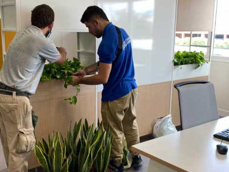 Nuestros especialistas en el mantenimiento de plantas de interior son profesionales con años de experiencia