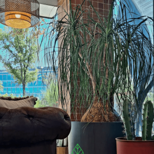 Plantas de interior resistentes en oficina