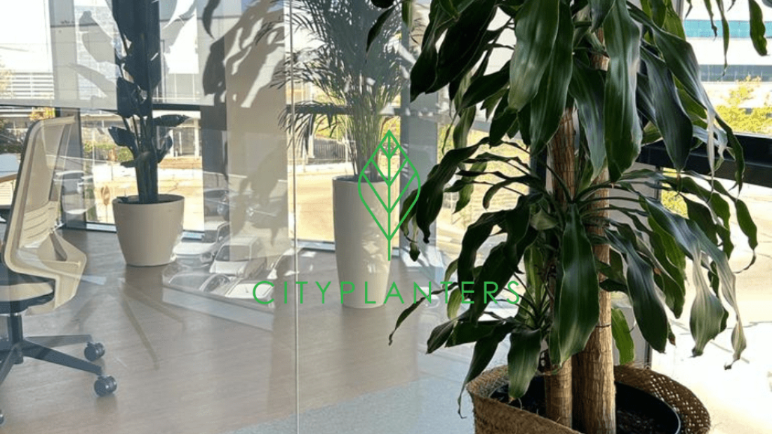 las plantas de interior mejoran la vida en la oficina