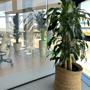 las plantas de interior mejoran la vida en la oficina