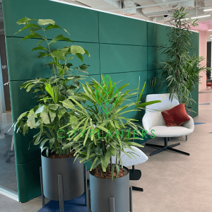 Plantas para oficinas, consejos prácticos y cuidados